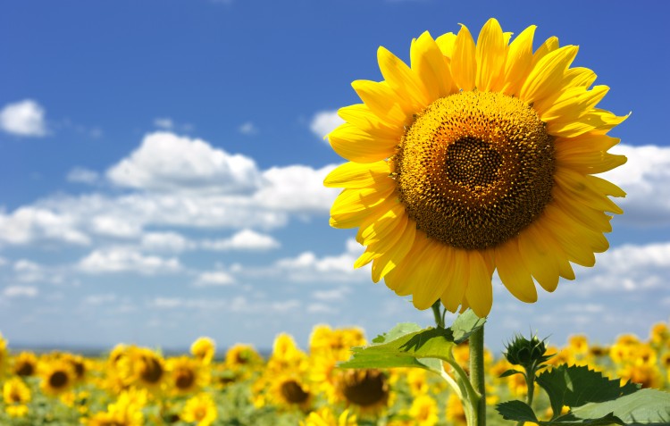 Sunflower Field Kitchen Tea Towel