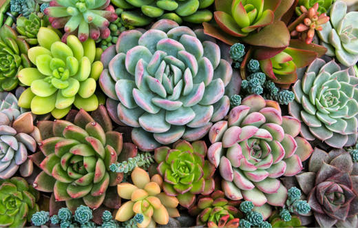 Succulent plants from birds eye view