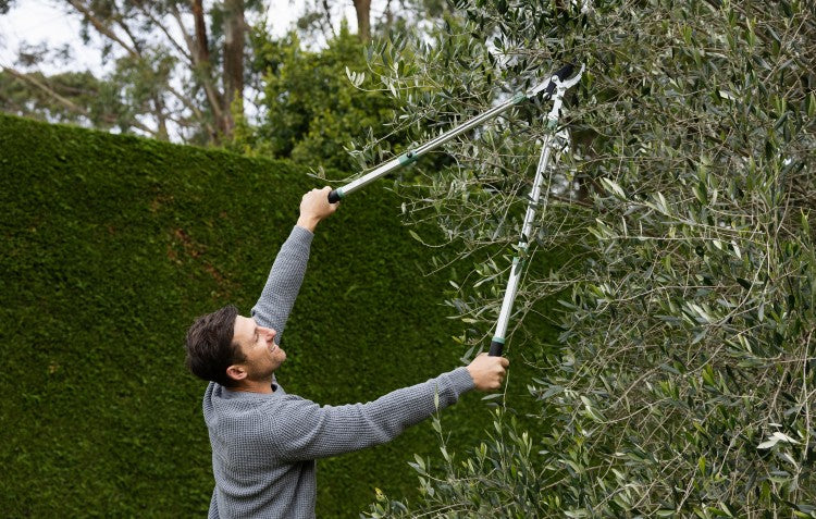 man pruning shrub with lopper