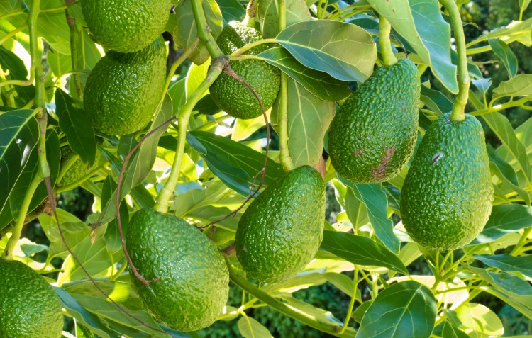 Grow Your Own Avocado Tree | Gardening | Hoselink blog