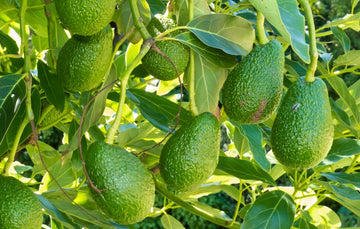 Grow Your Own Avocado Tree | Gardening | Hoselink blog