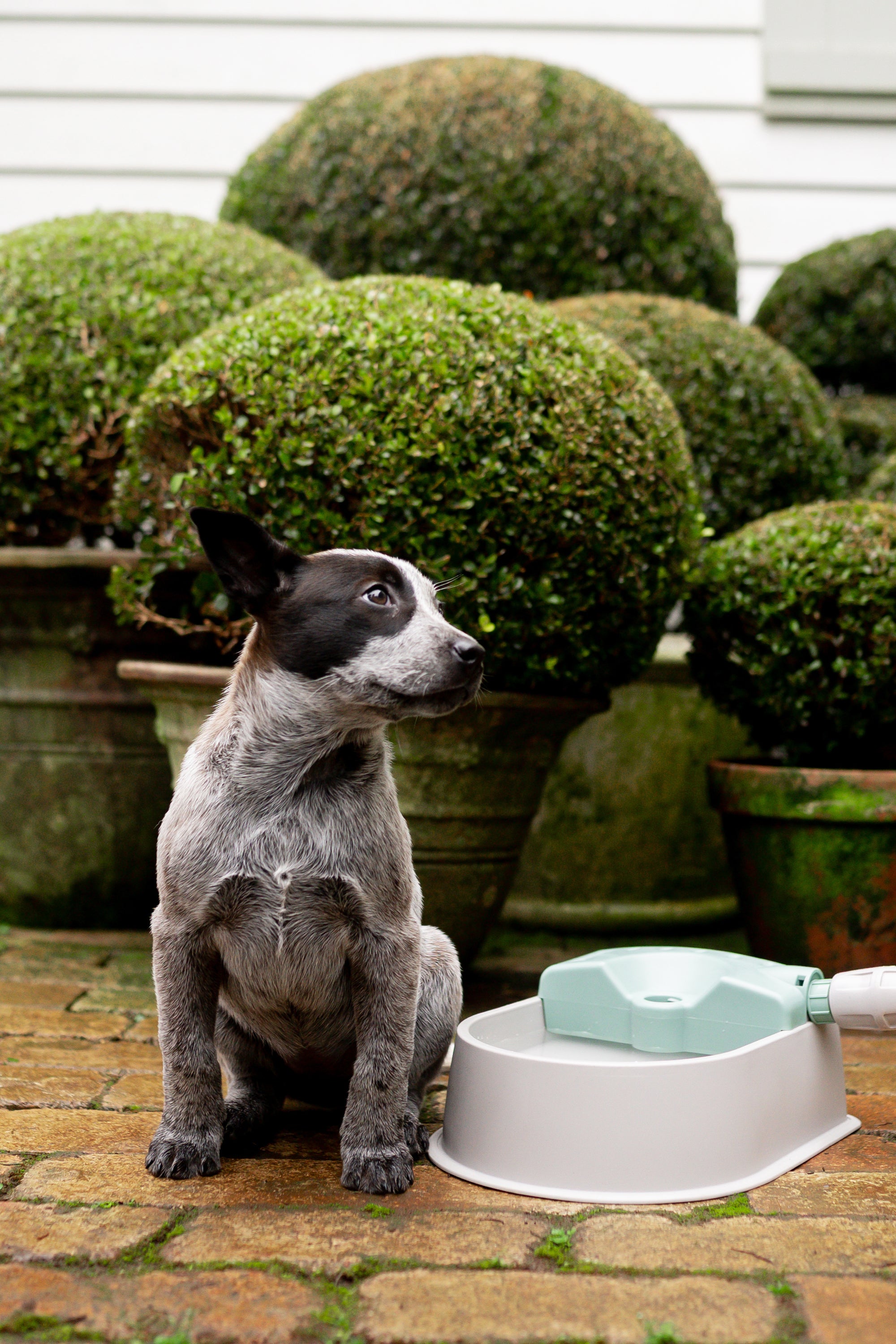 Dog water outlet bowl with float