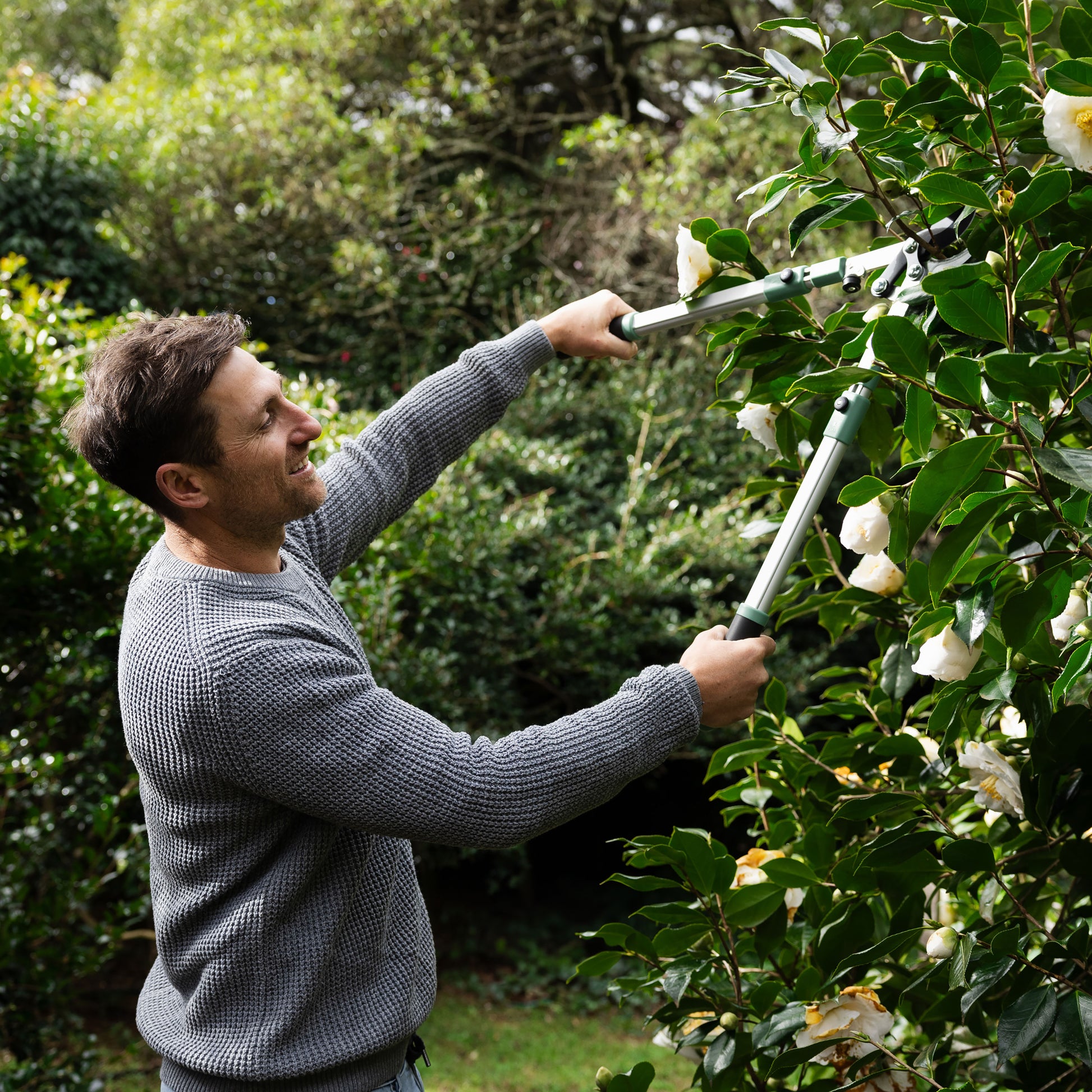 Lopper in use on shrub