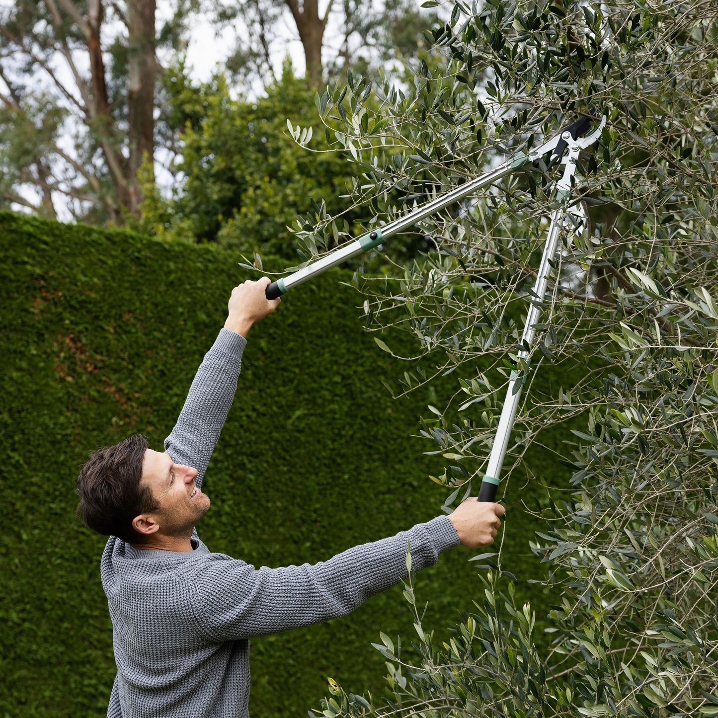 Lopper in use on tree