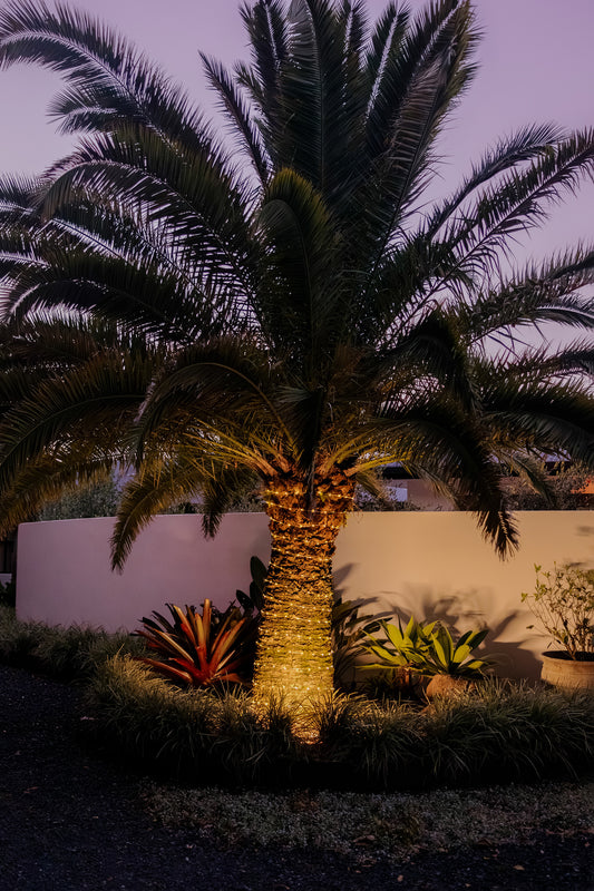 Palm tree with Hoselink solar rope lights wrapped around the trunk in front of a wall at dusk