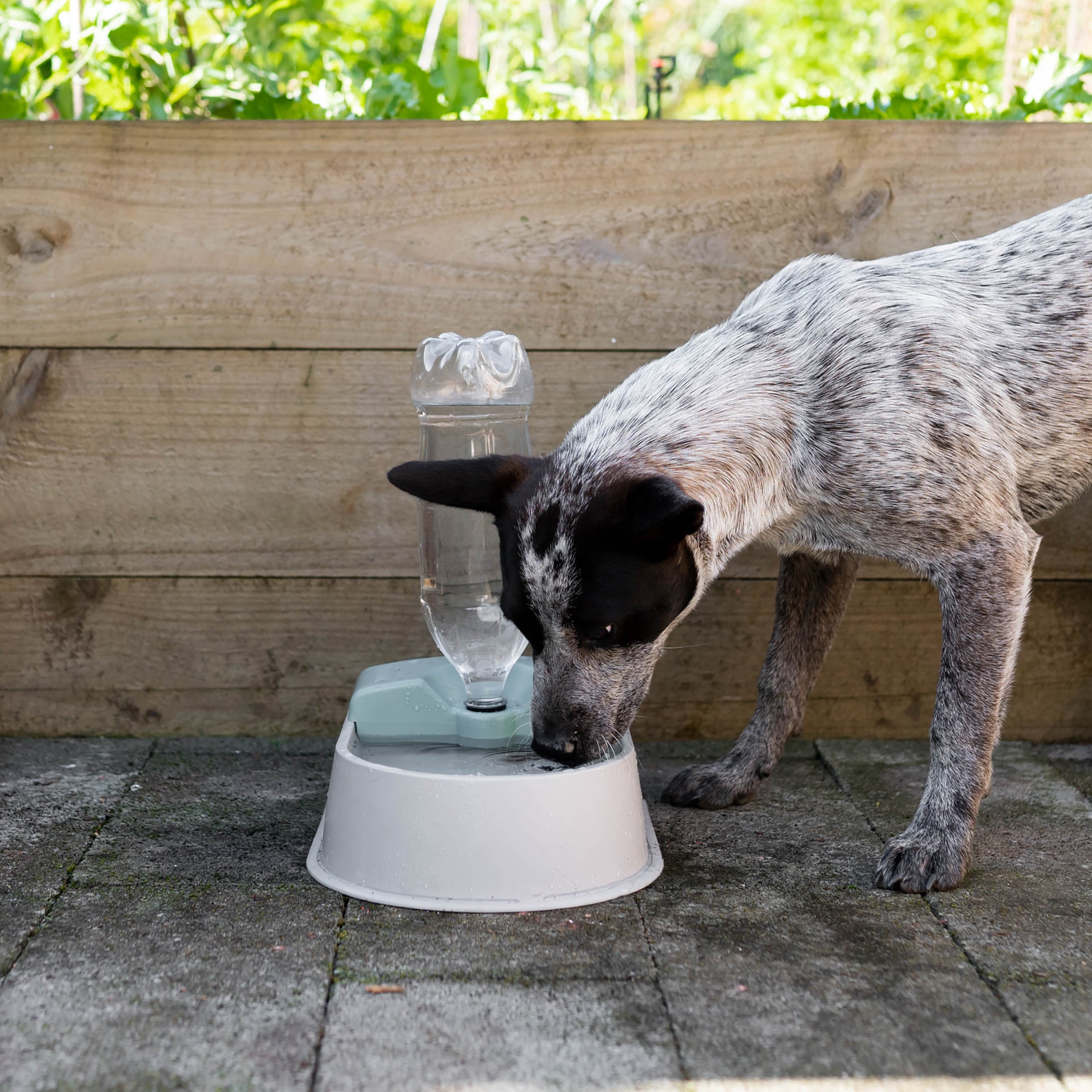 Dog bowl deals with water