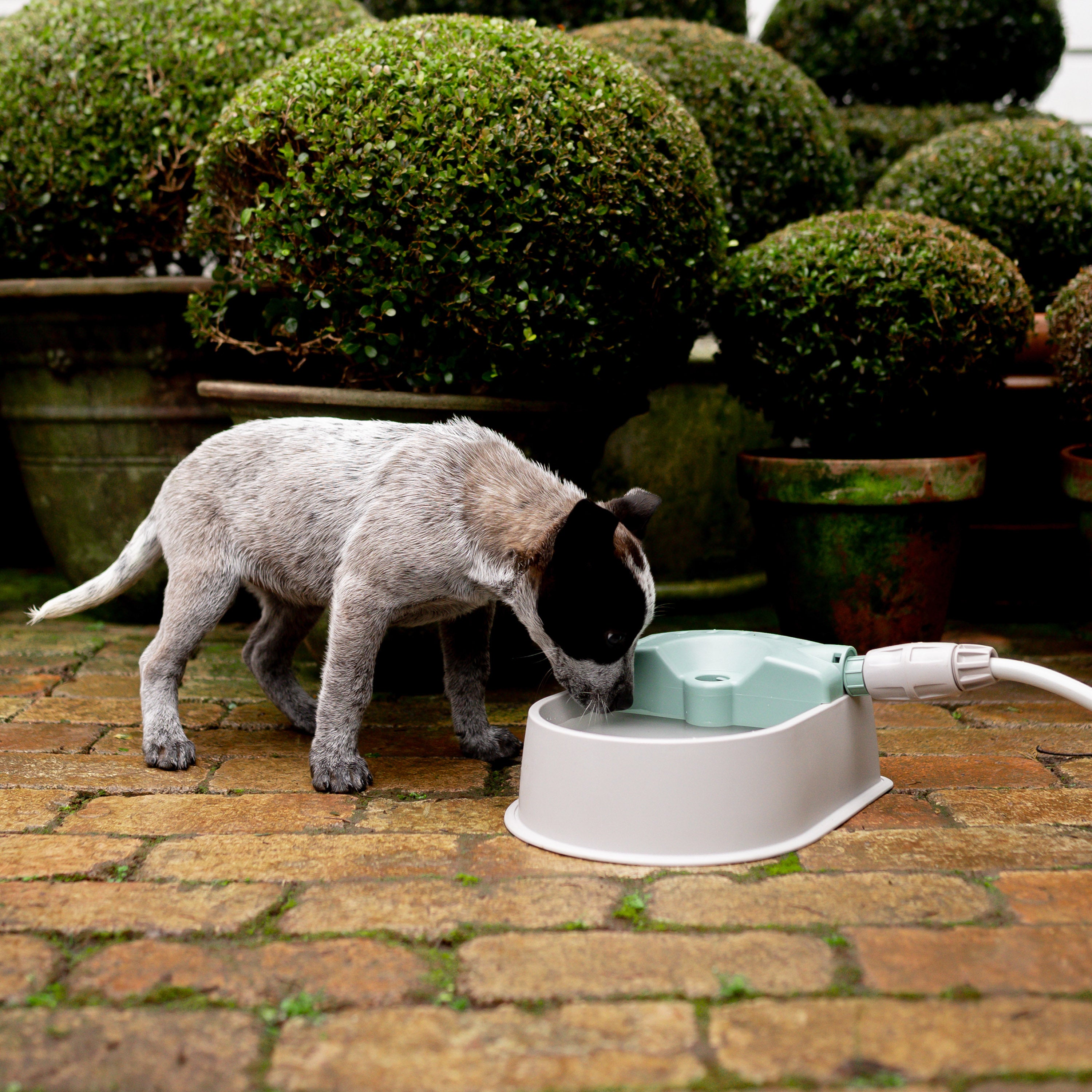 Dog water bowl outlet that hooks to hose