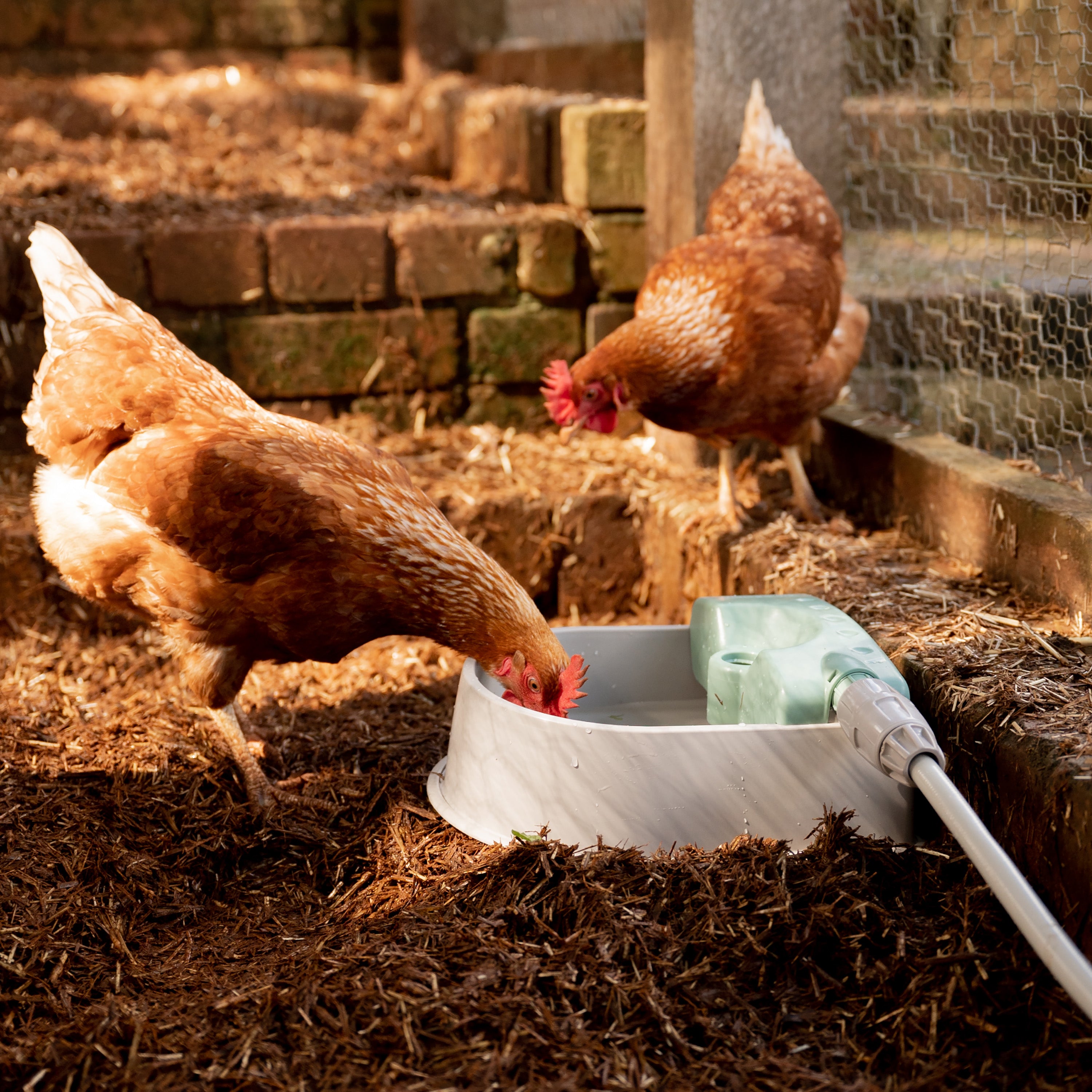 Diy water on sale feeder for dogs