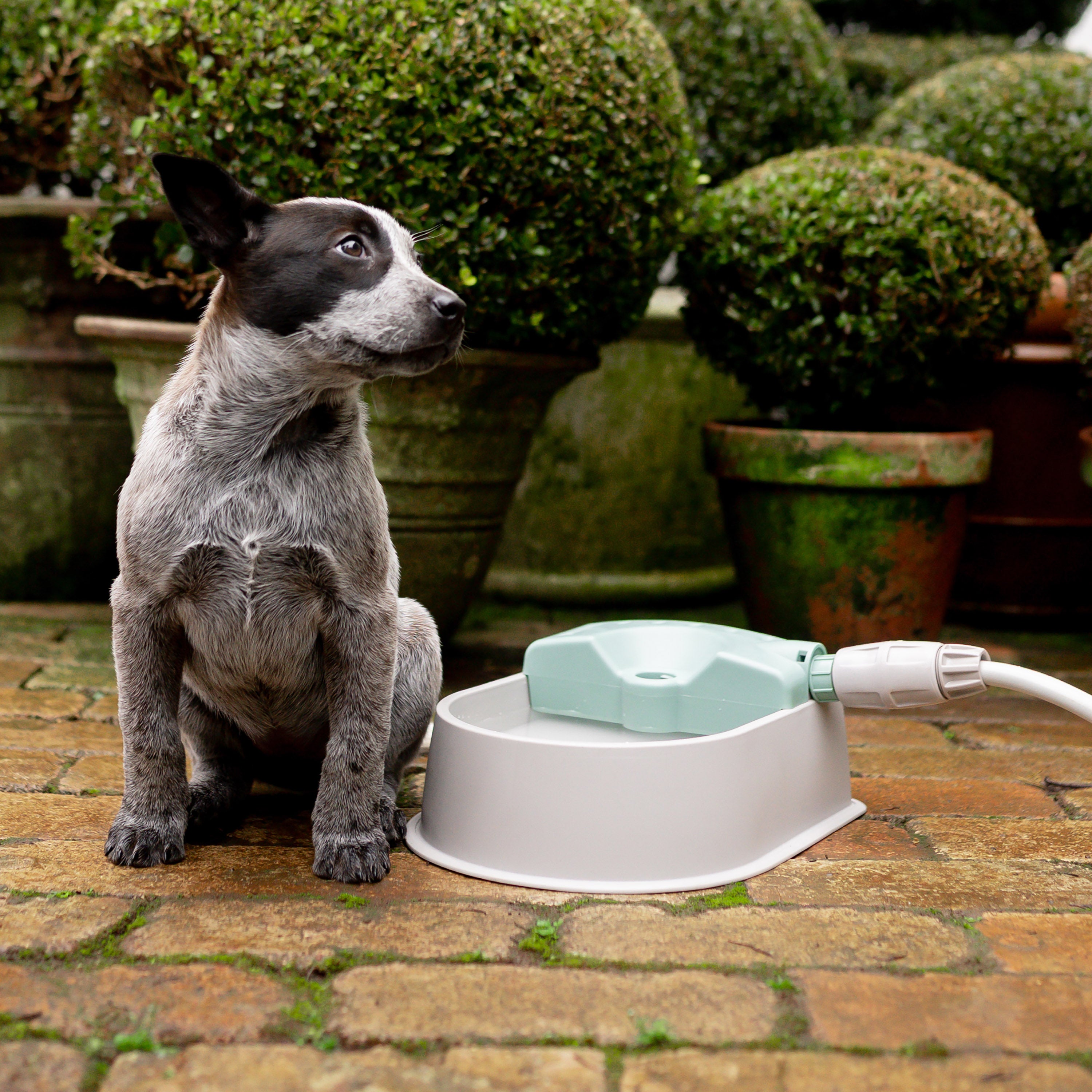 Covered dog water bowl best sale