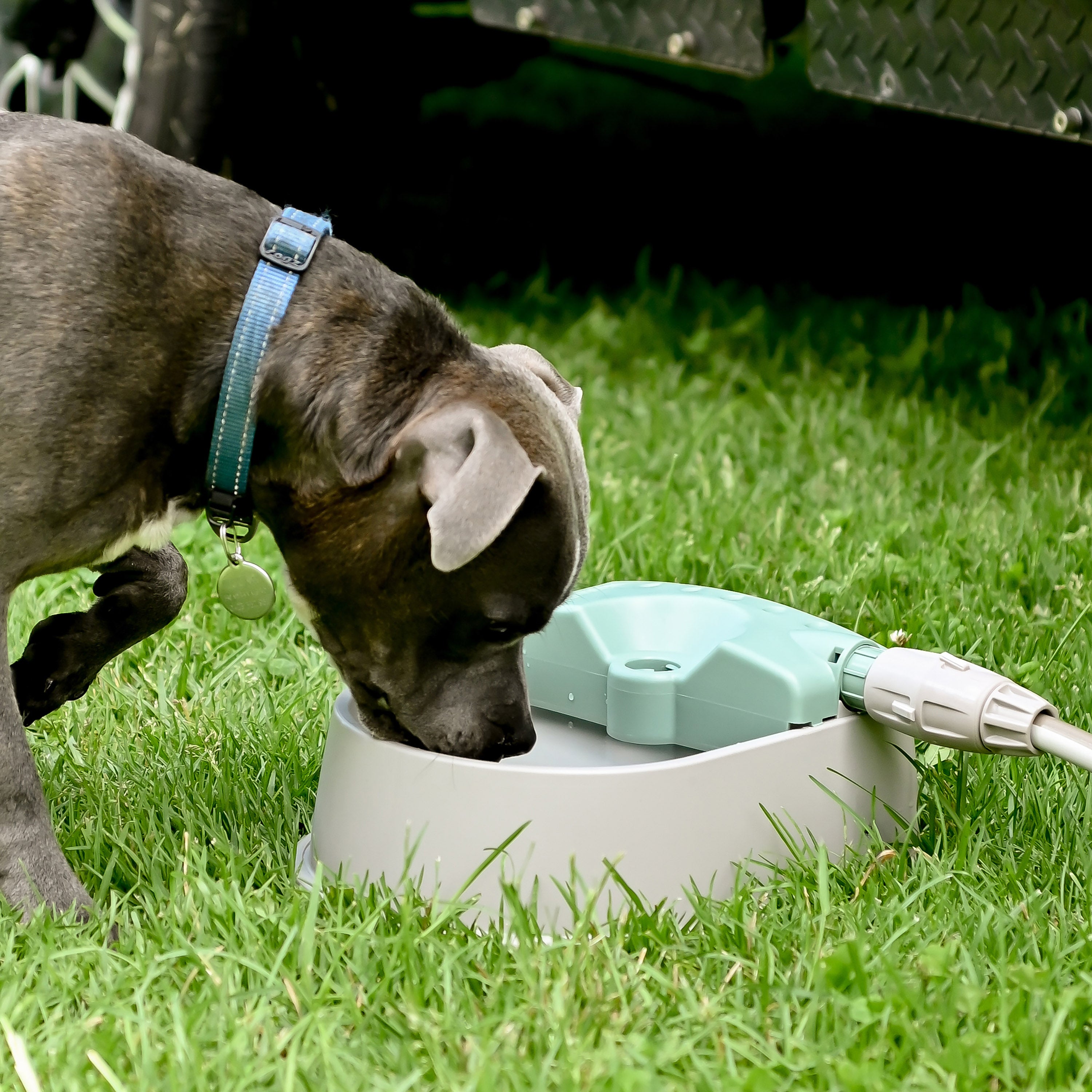 Outdoor dog shop water bowl diy